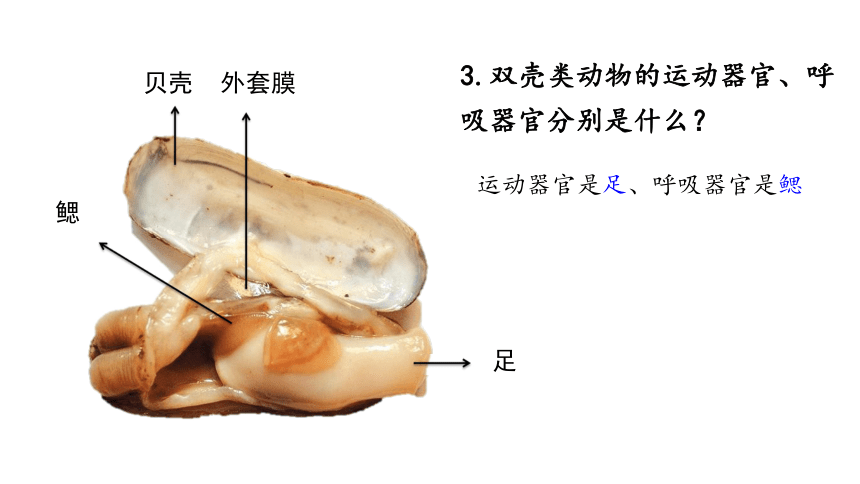 了解缢蛏的形态