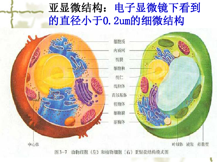 器---系统内的分工合作细胞细胞膜细胞质细胞核亚显微结构:电子显微镜