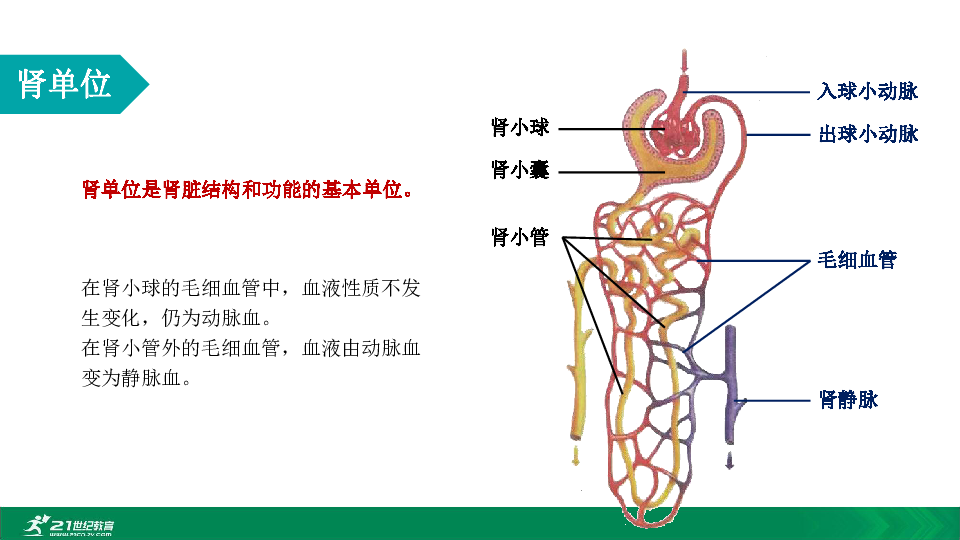 肾小球肾小囊肾小管出球小动脉毛细血管肾静脉在肾小球的毛细血管中