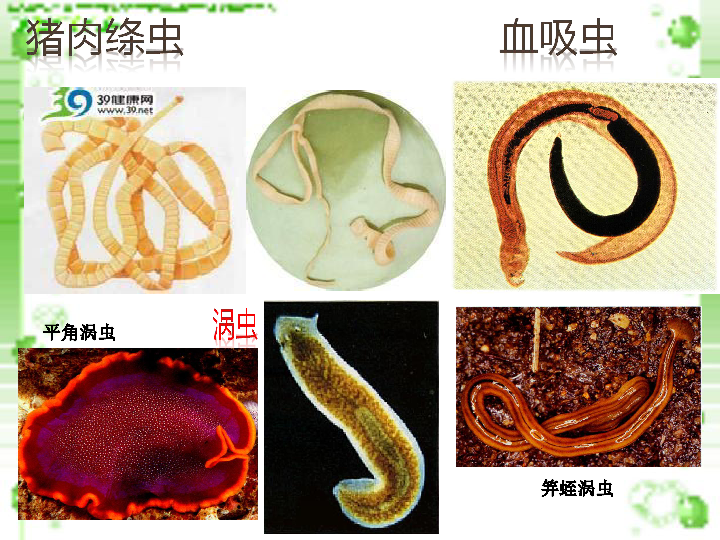 1 腔肠动物和扁形动物 第二课时 人教版八年级上册生物课件 (共16张