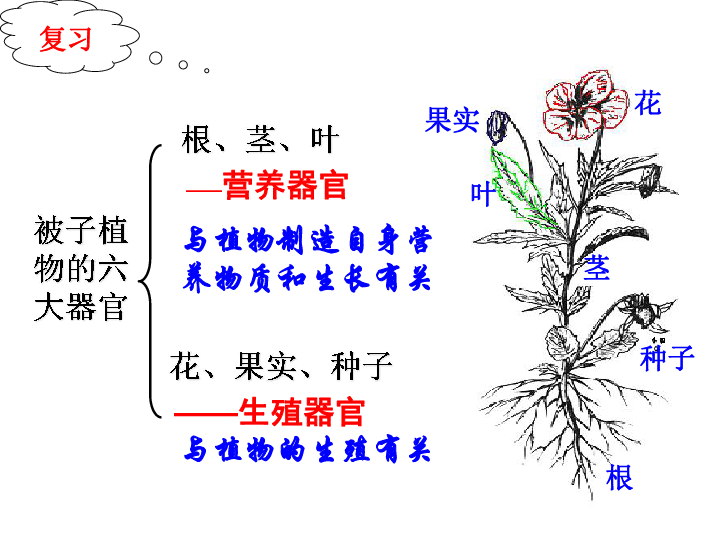 与植物制造自身营养物质和生长有关与植物的生殖有关一些常见的种子花