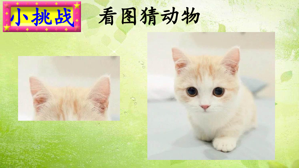 19大象的耳朵课件25张