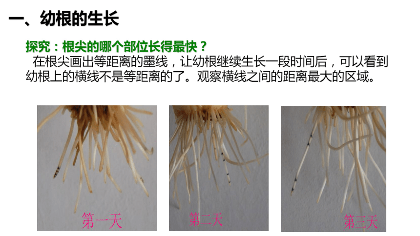 人教版七年级上册生物322植株的生长课件25张ppt