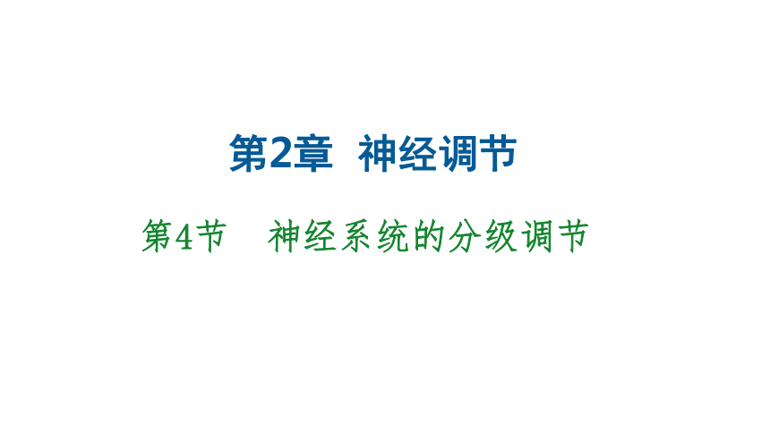 4 神经系统的分级调节 课件(共29张ppt)