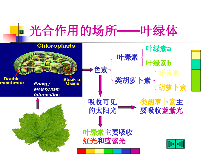 植物光合作用