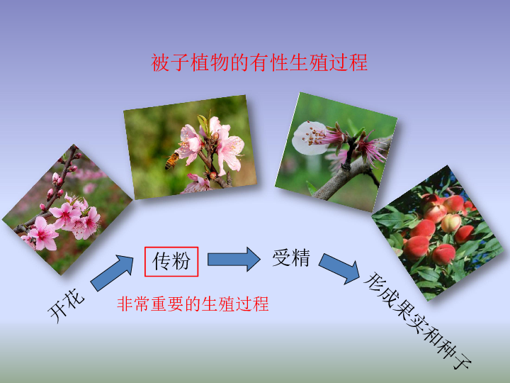 植物的有性生殖课件39张ppt