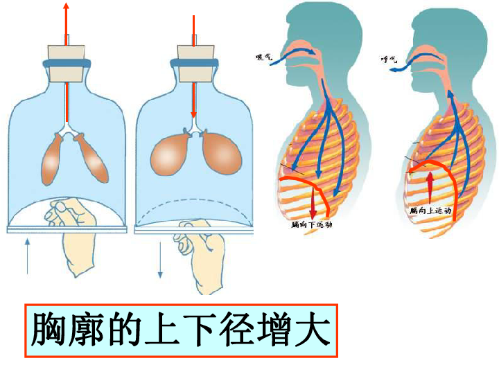 济南版七下第二章第一节人体与外界的气体交换(共29张