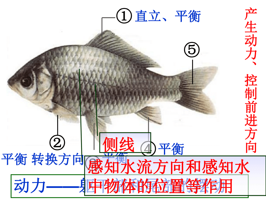 第五单元 生物圈中的其他生物 第一章 动物的主要类群 第四节 鱼 课件