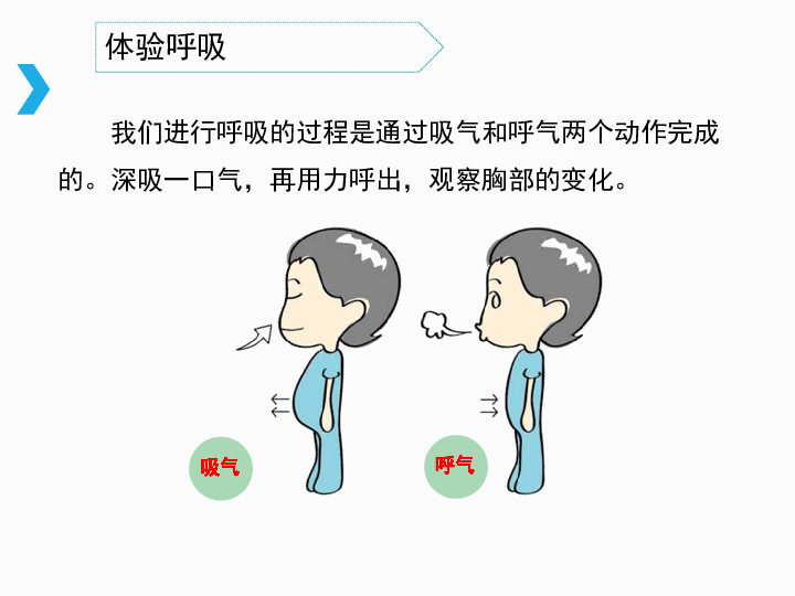《呼吸与交换》课件