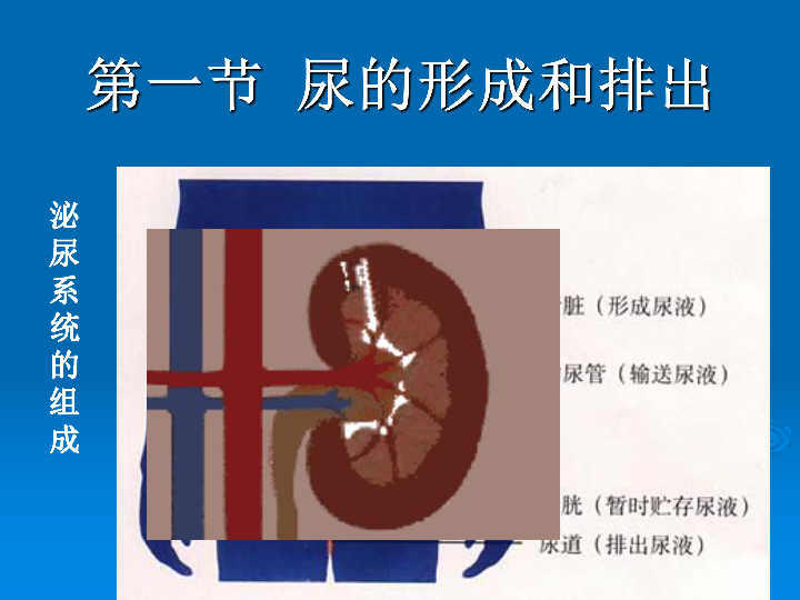 尿的产生和排出下学期
