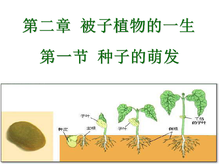 第三单元 生物圈中的绿色植物 第二章 被子植物的一生 第一节 种子的