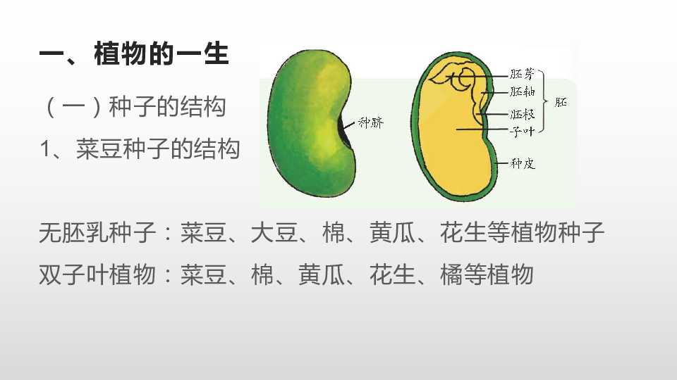 植物的一生(一)种子的结构1,菜豆种子的结构无胚乳种子:菜豆,大豆,棉