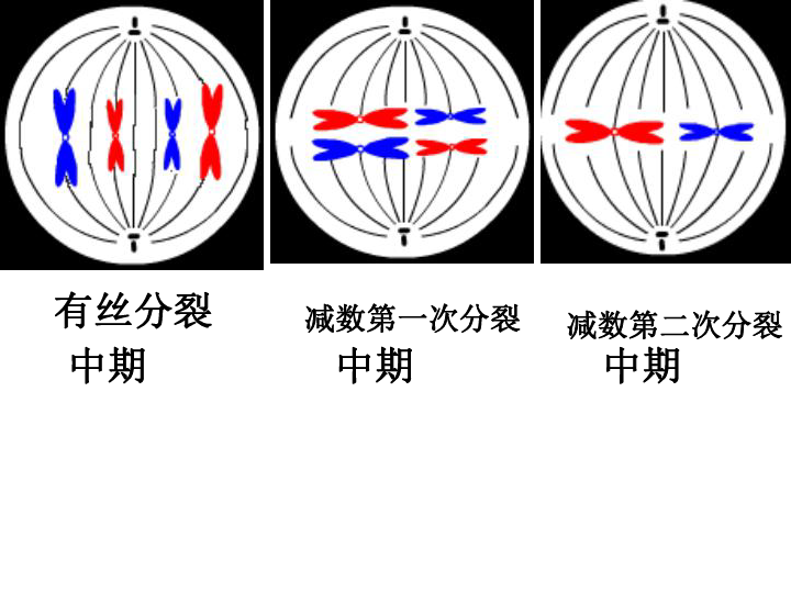 2013高考生物复习减数分裂与有丝分裂图像分析