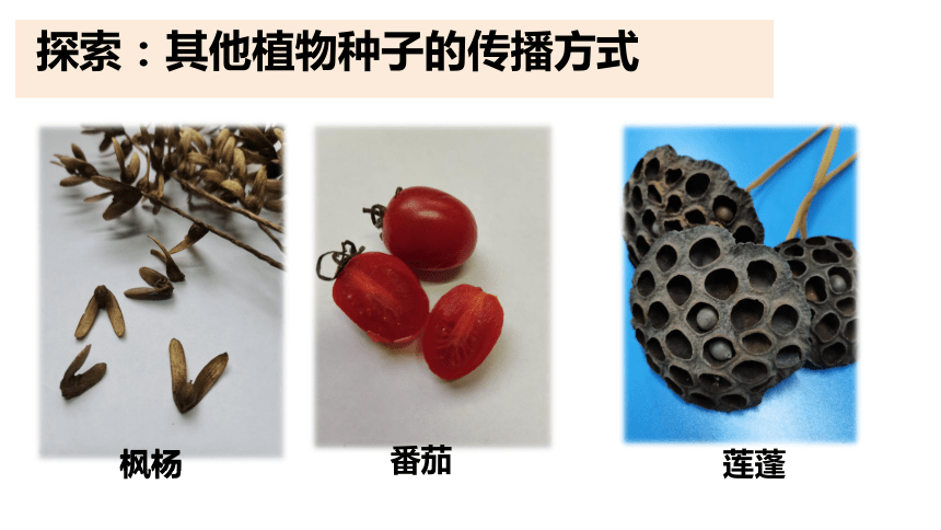 教科版2017秋四年级下册科学课件17种子的传播课件共12张ppt