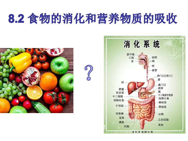 北师大版七年级下册82食物的消化和营养物质的吸收课件40张ppt