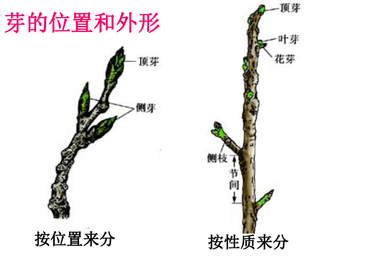 茎的形态结构与功能