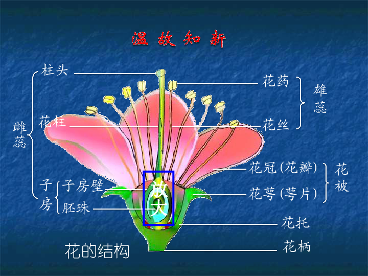 2植物的有性生殖 课件(27张ppt)