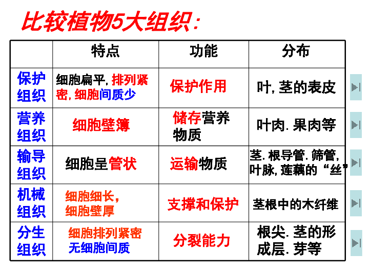 第三节生物体的结构层次动植物组织