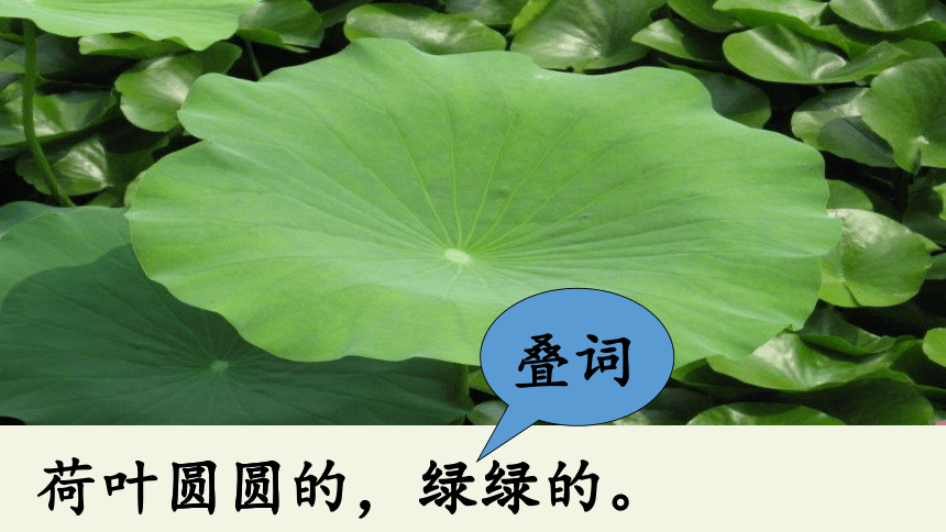 13 荷叶圆圆 课件(共26张ppt)