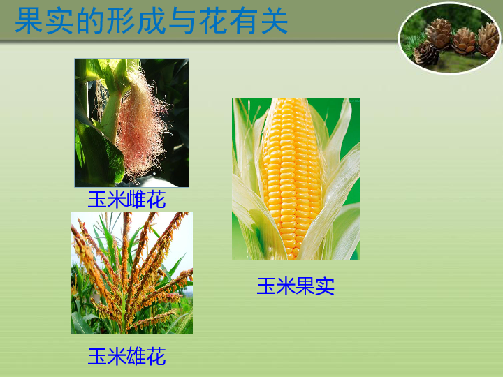 冀少版八年级下册生物第六单元第一章第一节《一,有性生殖》课件 (共