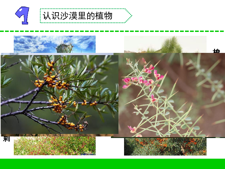 三年级下册科学课件6沙漠里的植物苏教版共16张ppt