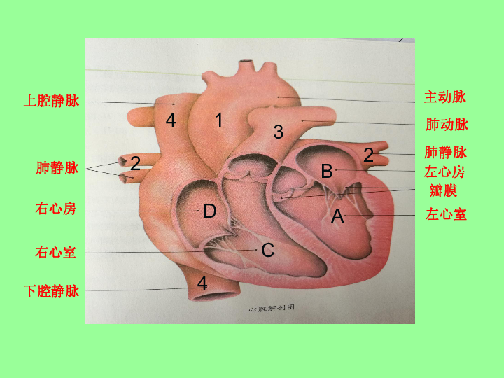 输送血液的泵心脏第二课时血液循环课件17张ppt