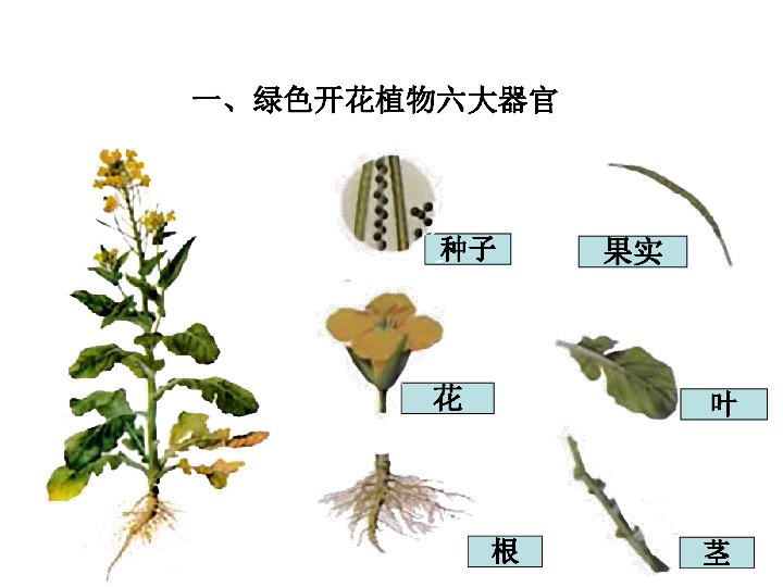 2.3 植物体的结构层次课件