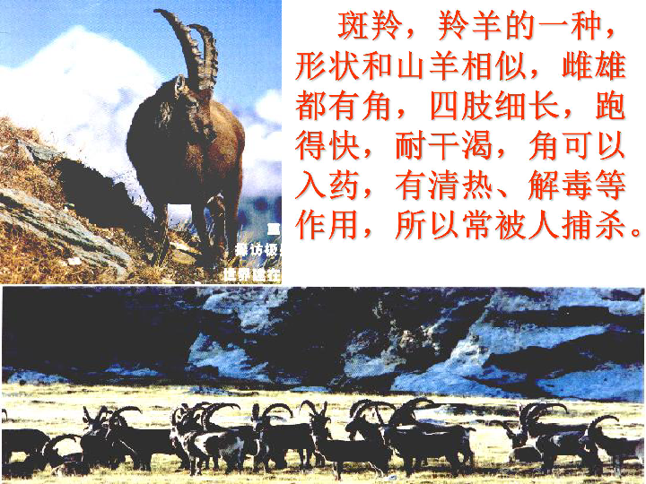 斑羚飞渡