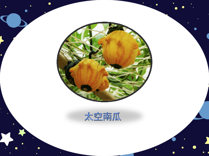11太空里的植物课件19张幻灯片