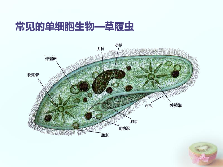第2单元 生物体的结构层次  第4章 生物体的组成  第一节 单细胞生物