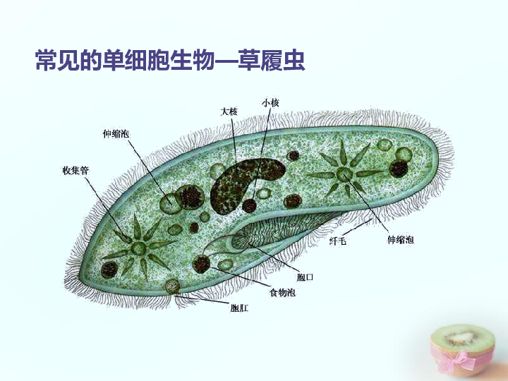 241单细胞生物共18张ppt