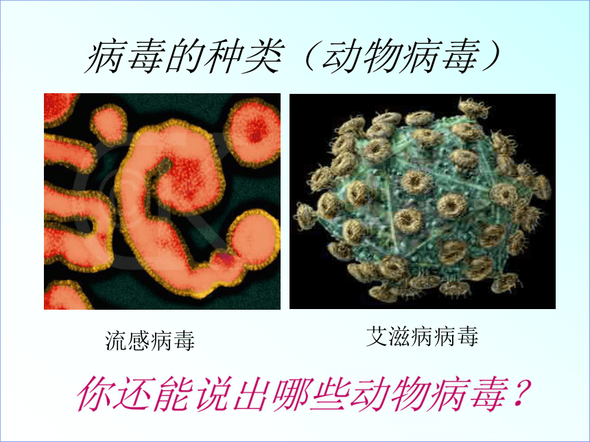 5.5 病毒 课件(共25张ppt)2021——2022学年人教版初中生物八年级上册 21世纪教育网-二一教育