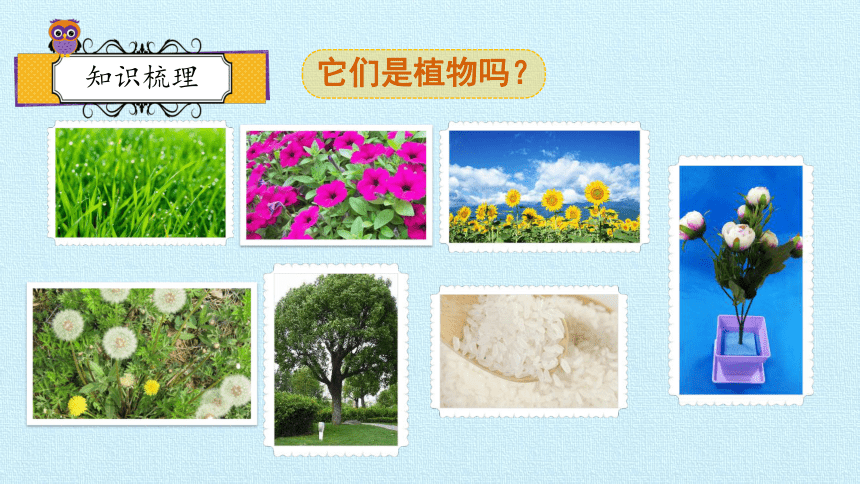 教科版小学科学一年级上册植物复习一课件15ppt