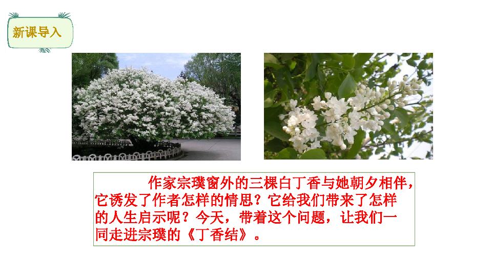 2丁香结课件两课时共46张ppt