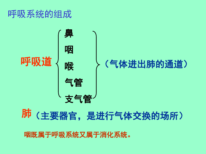 3.1呼吸道对空气的处理课件(共34张ppt)