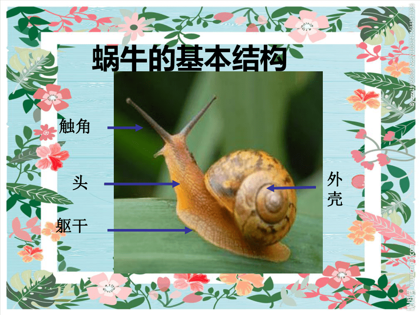 湘美版二年级美术下册 11 小蜗牛慢慢爬 课件(共13张ppt)