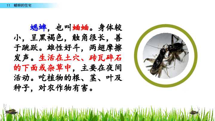 四年级上册 第三单元 11 蟋蟀的住宅 全屏阅读找相关资料