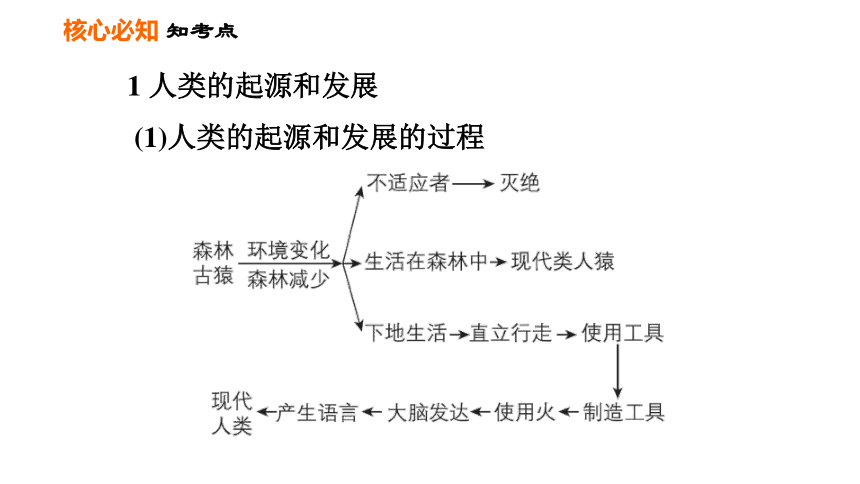 2021年春人教版七年级下册生物第一章人的由来巩固强化复习 课件(共35