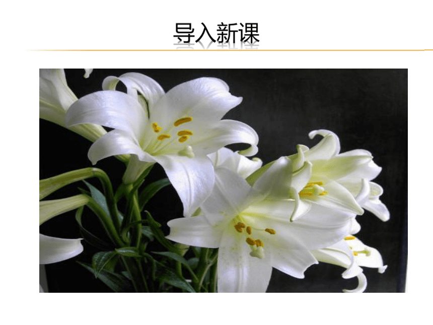 1《百合花》课件(28张ppt)