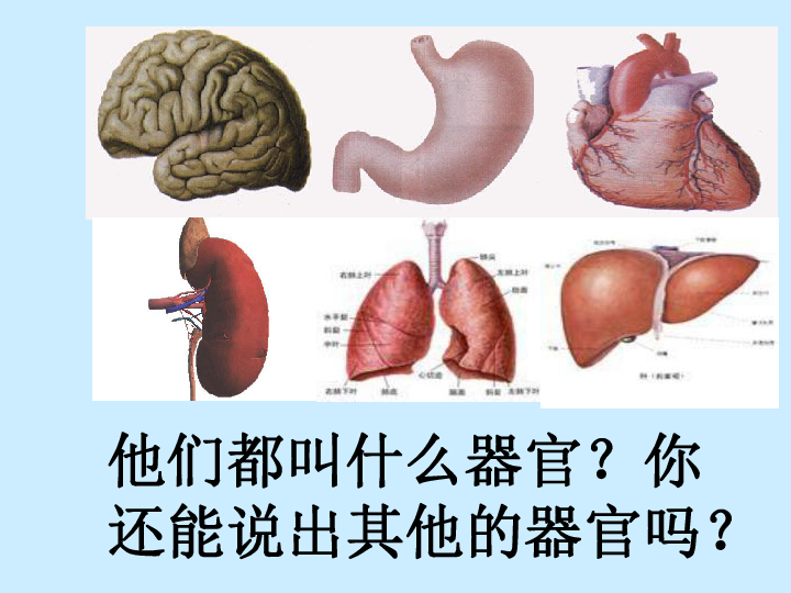 上海版八年级上册生物 1.1.