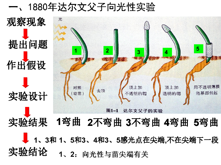 生长素的发现观察现象提出问题作出假设实验设计实验结果实验结论一