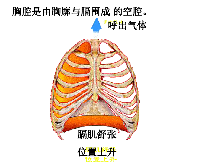 第二节 发生在肺内的气体交换 26张ppt