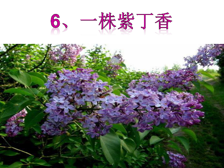 6,一株紫丁香
