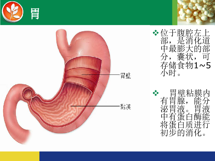 2 食物的消化—食物在胃肠内的消化 课件1 25张ppt