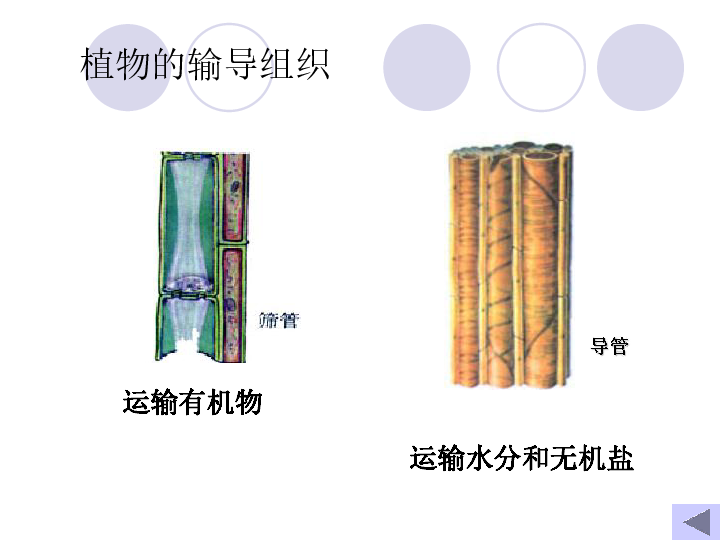 植物的输导组织运输有机物组织的小结生物体的组织就是由许多形态相似