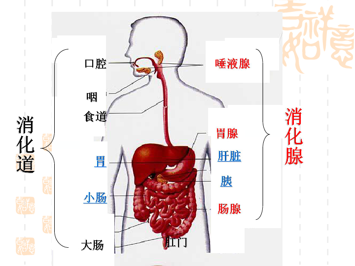 第一课时口腔咽食道胃小肠大肠肛门唾液腺胃腺肝脏肠腺胰消化道消化腺