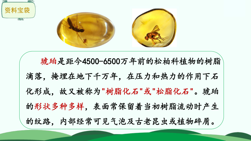 小学语文 统编版(部编版) 四年级下册 第二单元 5 琥珀 课件共 1份