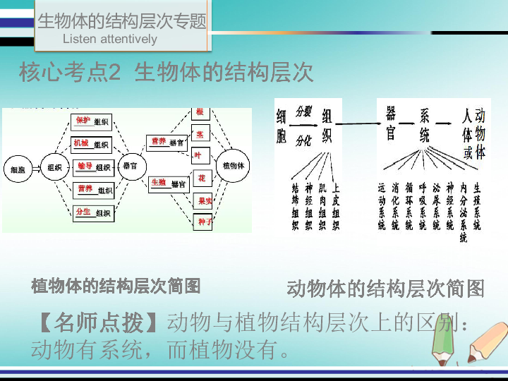 2019年中考生物第九单元四生物体的结构层次专题复习课件(33张ppt)