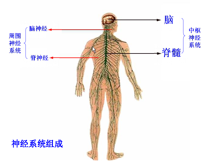 神经系统的组成