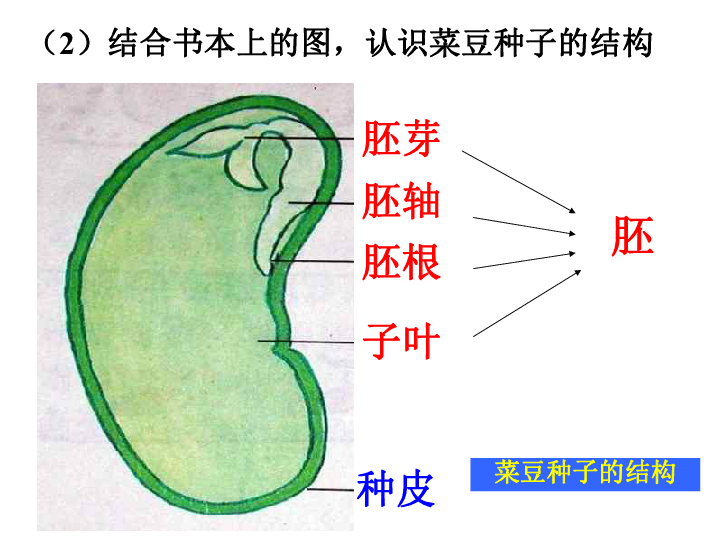 4 植物的一生第1课时  种子的结构活动:p19(1)观察菜豆种子的外形:肾